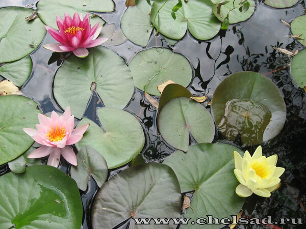 Нимфеи, мое фото