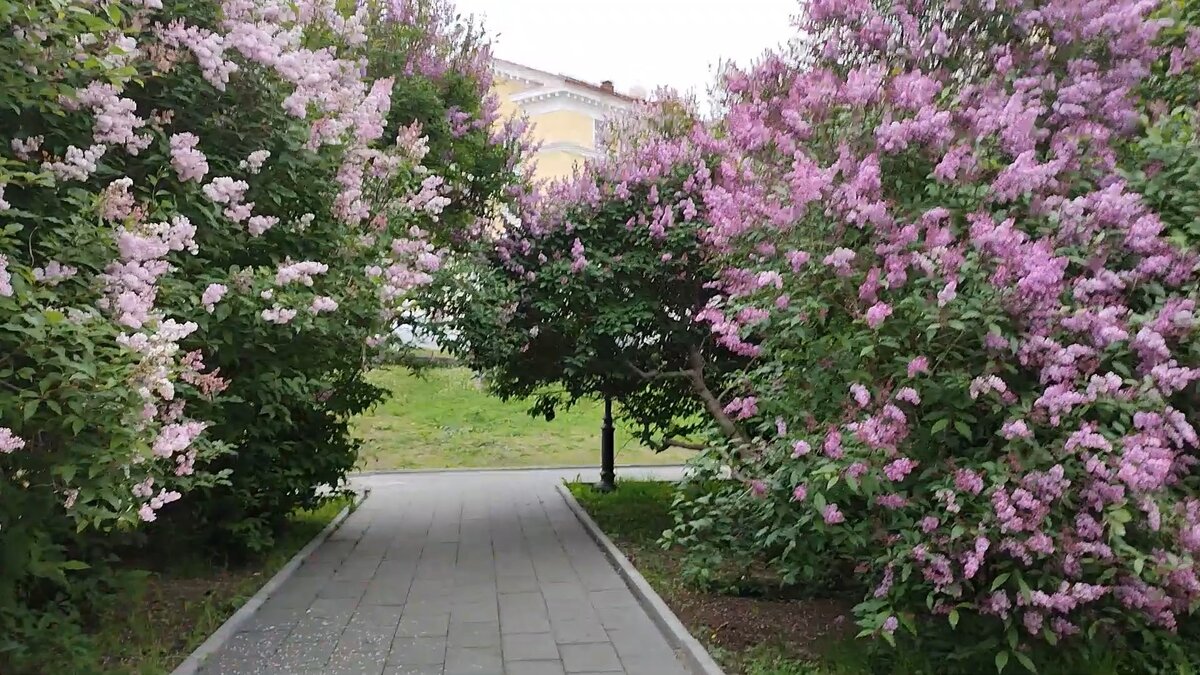 Сирень венгерская Живая изгородь