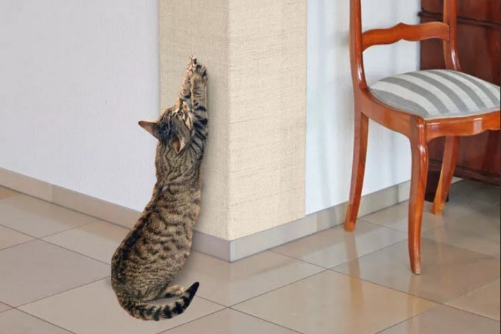 Точить когти кошку заставляет инстинкт, и животному все равно, что при этом страдает эстетика домашнего интерьера.