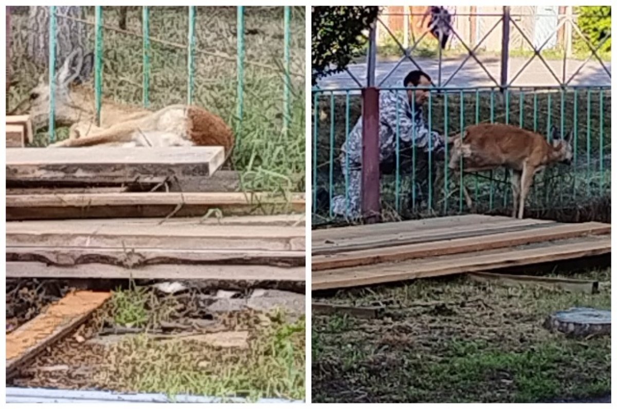    В Новосибирской области косуля застряла головой в заборе