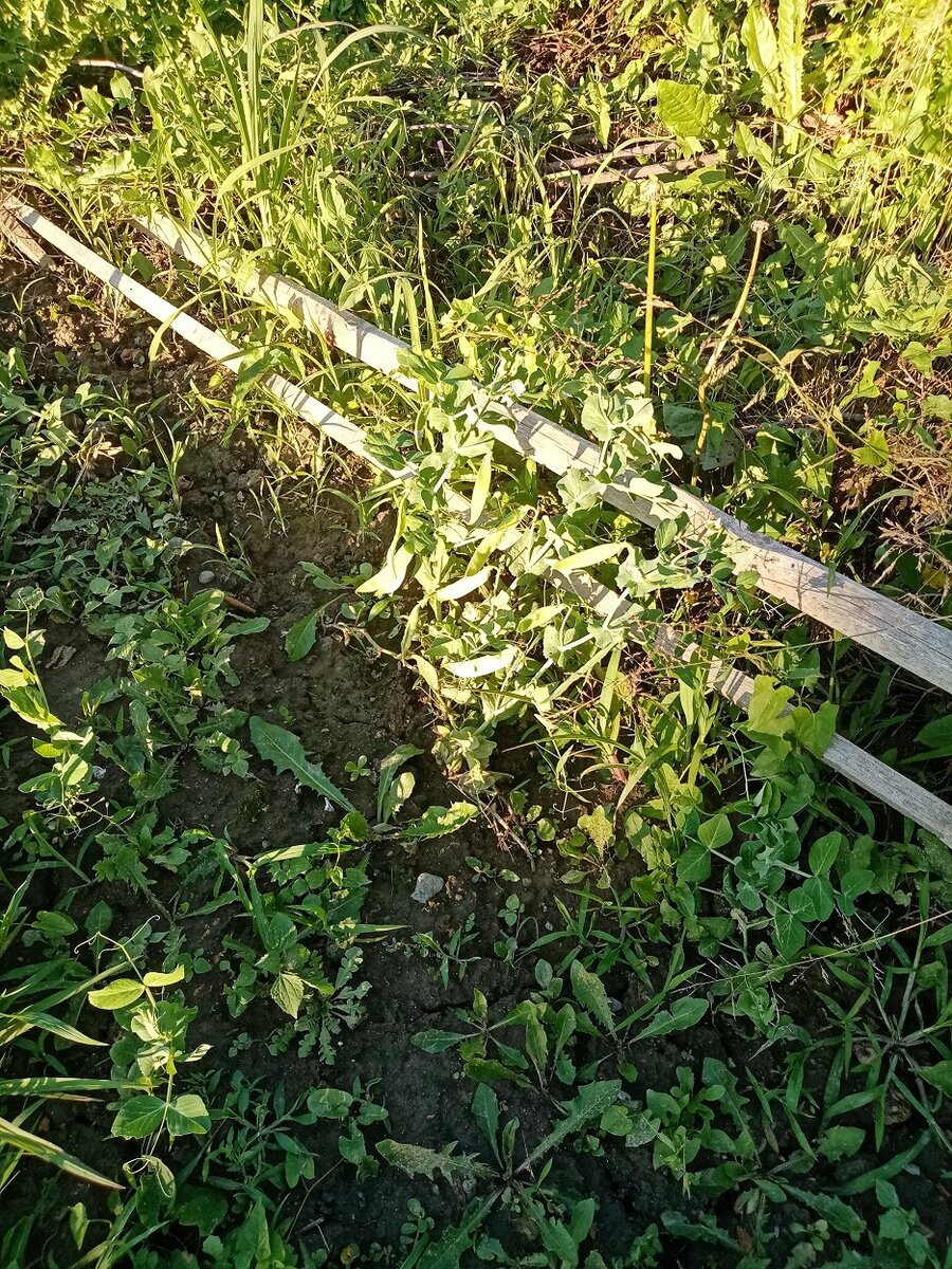 Бедный горох растет уже два месяца, никак не вырастет. Это самые большие кустики. Остальные еле-еле вылазят. Сорняки уже не пропалываю, махнула рукой.