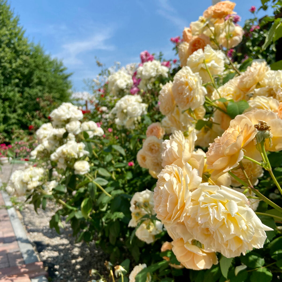 Солнце — самое важное, что нужно розам.