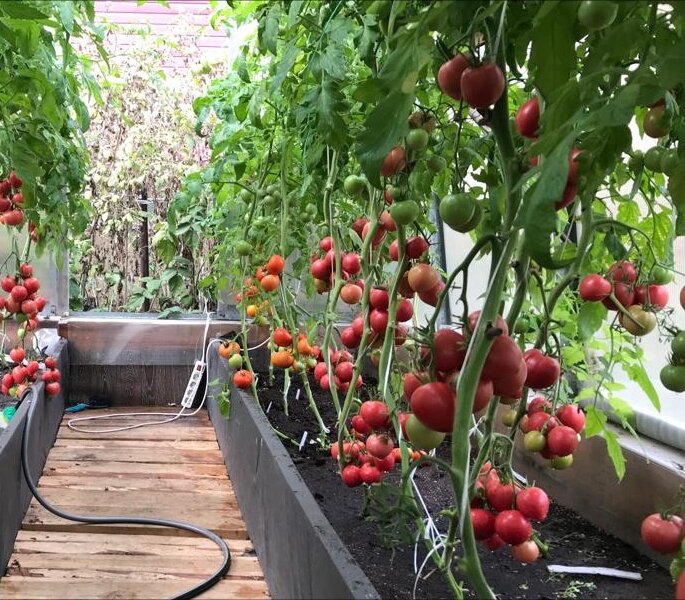 Урожай томатов в  конце августа в Якутии в отапливаемой теплице. 