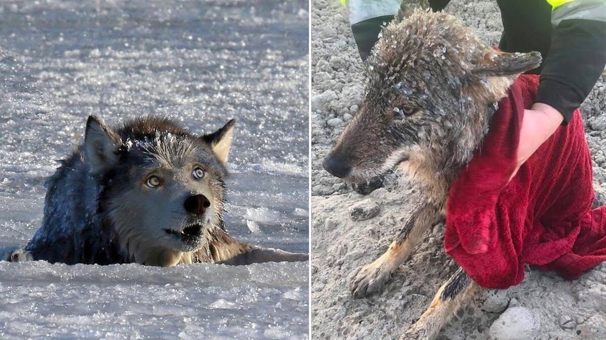 Пряна только-только покрылась тонкой корочкой льда, которой было недостаточно, чтобы выдержать вес пушистика. 