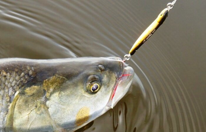 Блесна на нельму. Проводка на жереха. Блесна кастмастер самоделки. Проводка на жереха. Снасти для рыбалки на жереха.