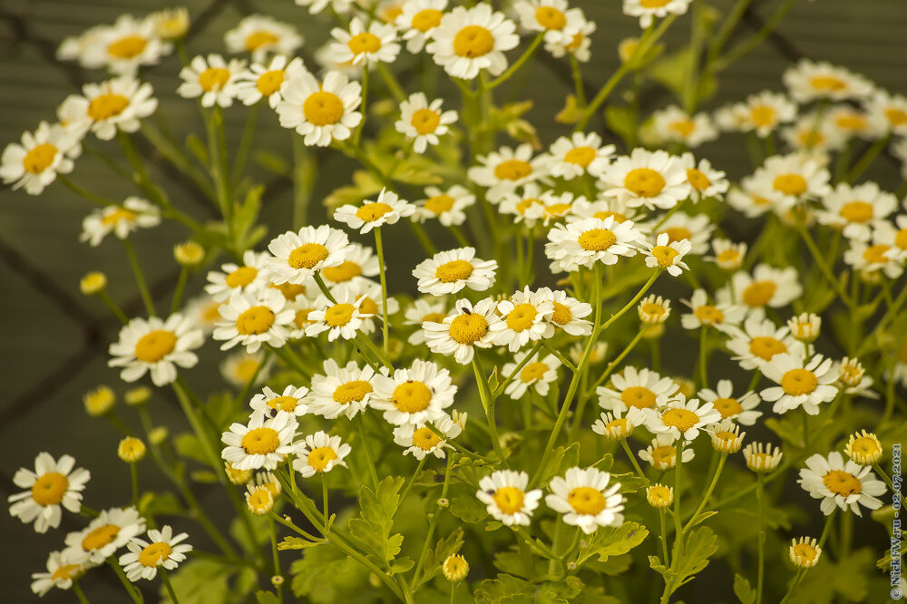 2. Ромашки © NickFW.ru — 2.7.21г.