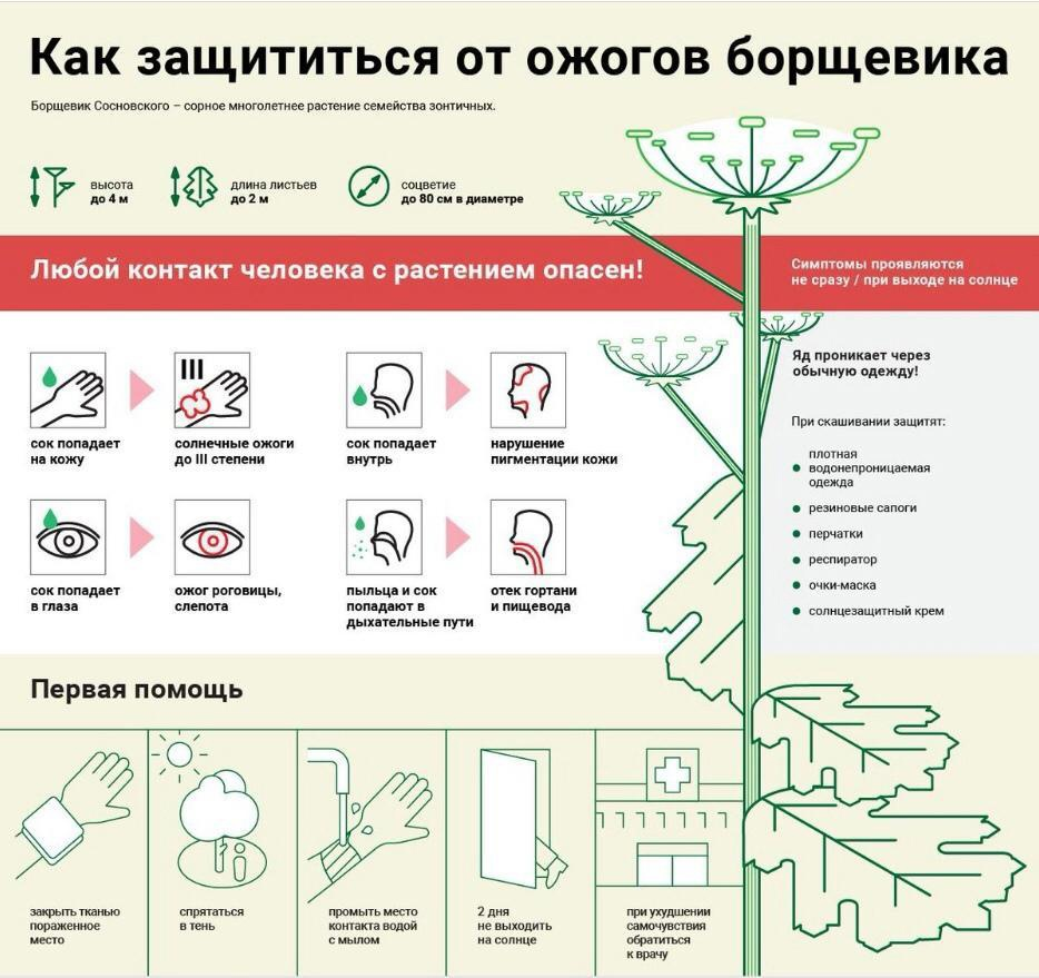 Ожог от травы чем лечить. Борщевик Сосновского ожоги. Борщевик растение ожоги. Ожоги от растения борщевик. Борщевик Сосновского строение.