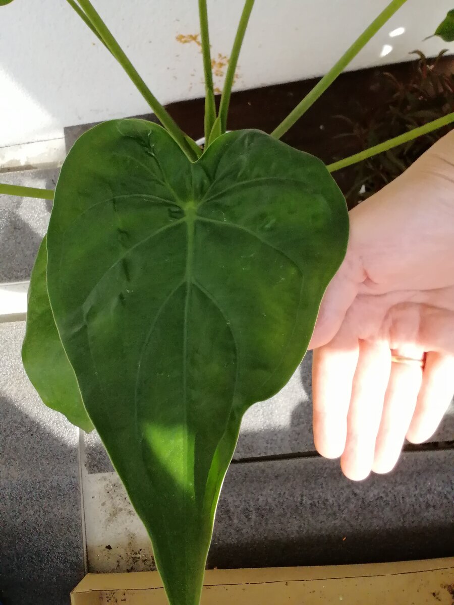 Лист алоказии Кукуллата