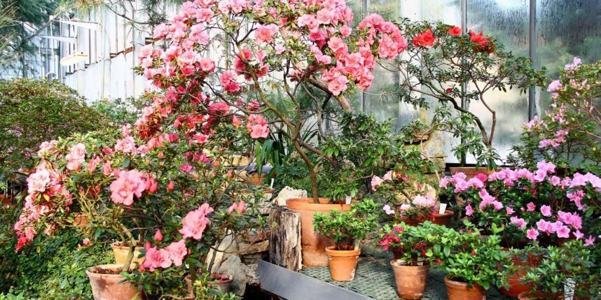    Фото: botsad-spb.com.