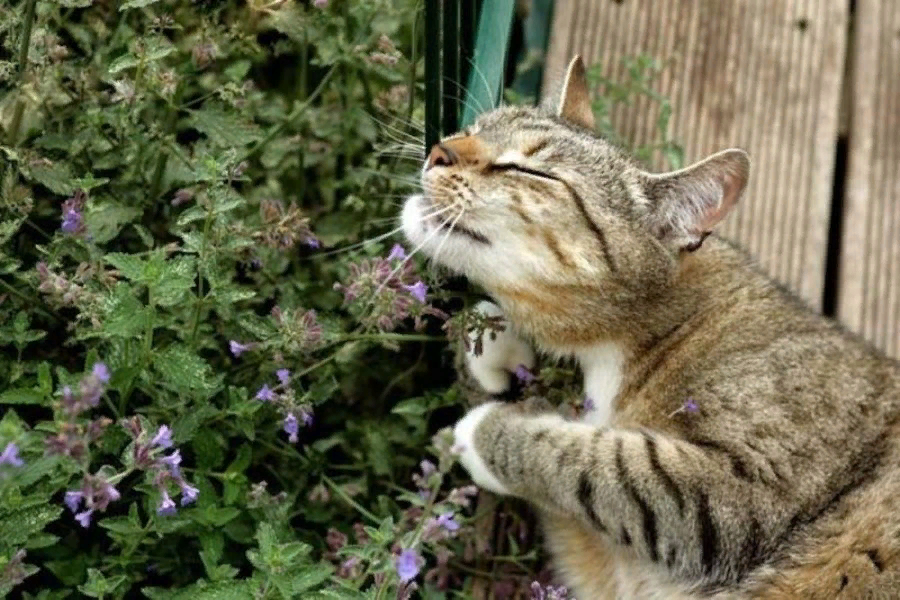 Кот запах нравится. Котовник Кошачья мята. Котовник кошачий (мята Кошачья). Catnip Кошачья мята. Котовник кошачий Базилио.