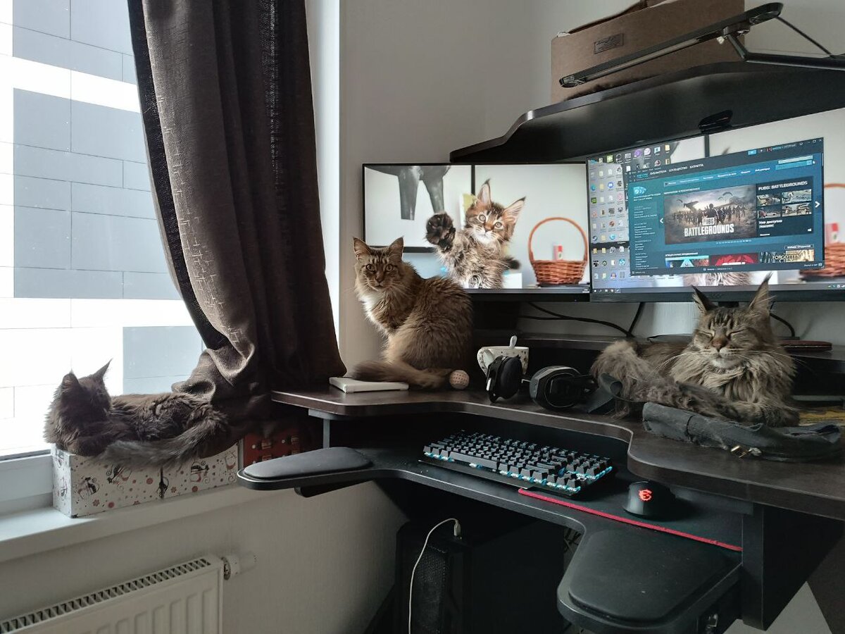 Кошки все три