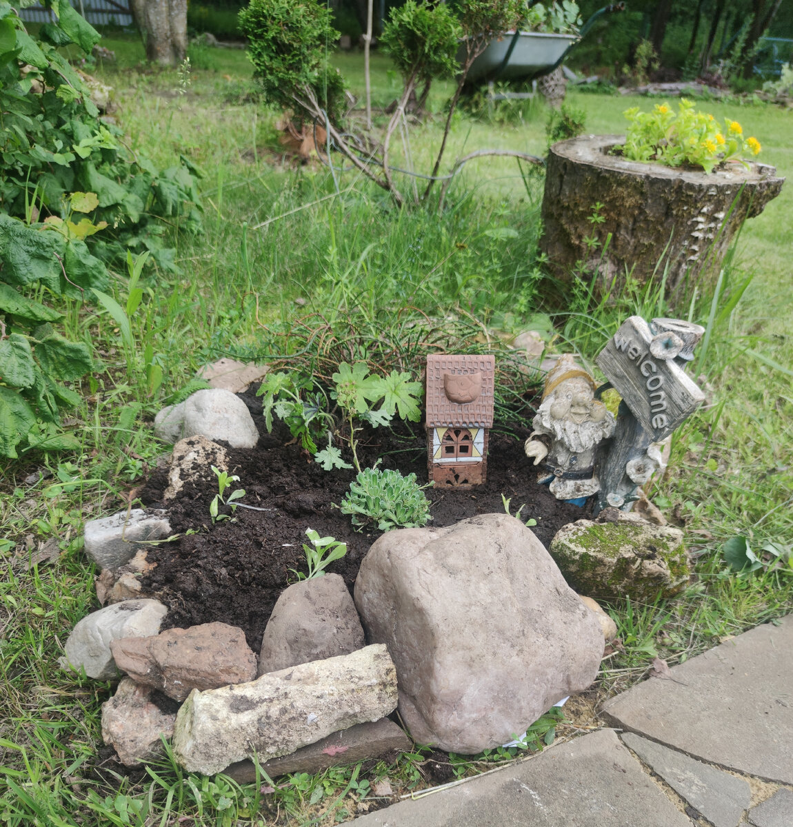 За домиком туя складчатая випкорд. Второй год она у меня - не жива, не мертва. Я уж ее отливаю- кормлю- удобряю, а она мне в ответ только рыжие плети😪
