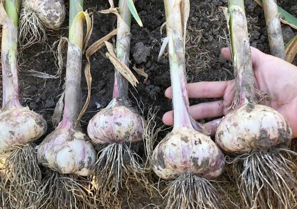 сбор чеснока в подмосковье. чеснок посевной. урожай чеснока. чеснок растение. можно ли убирать чеснок.