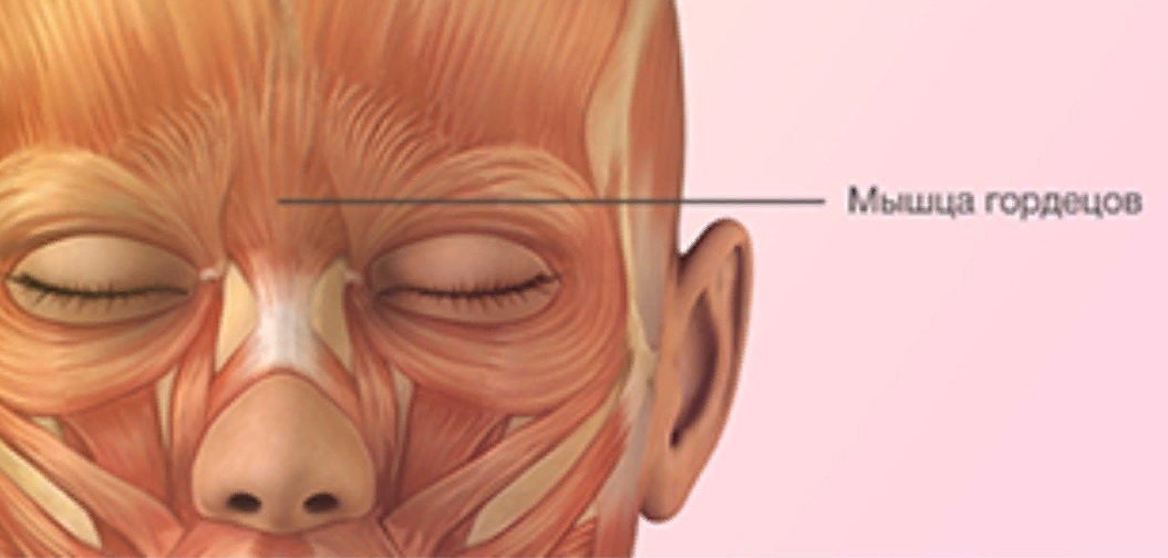 Мышца гордецов анатомия