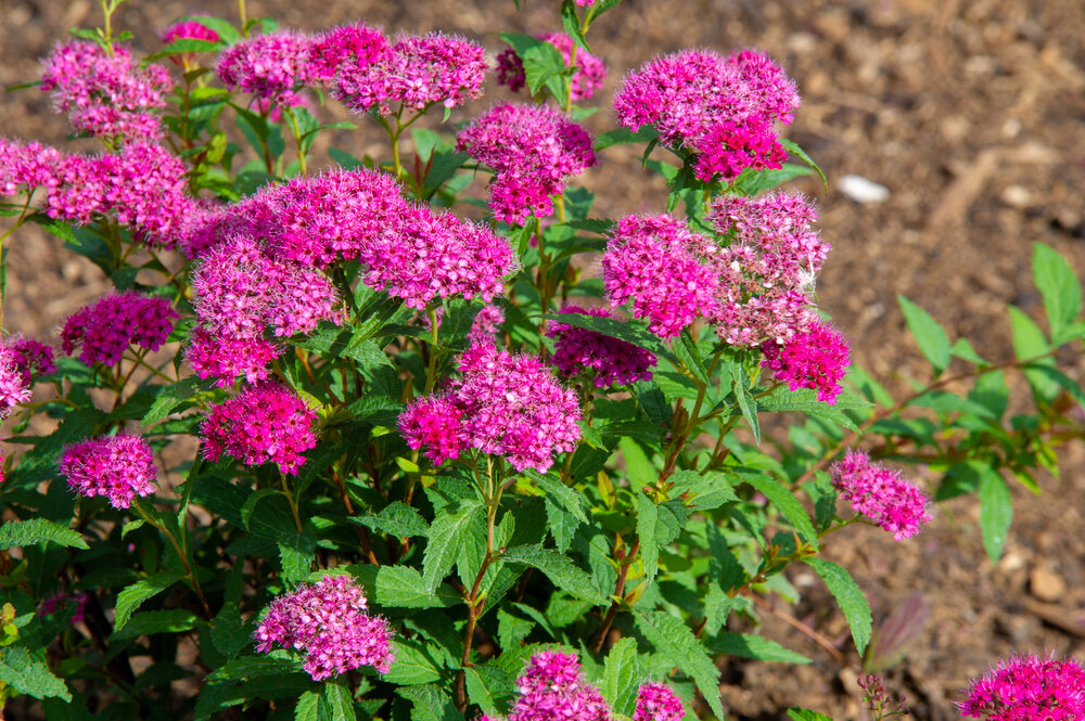    Спирея японская