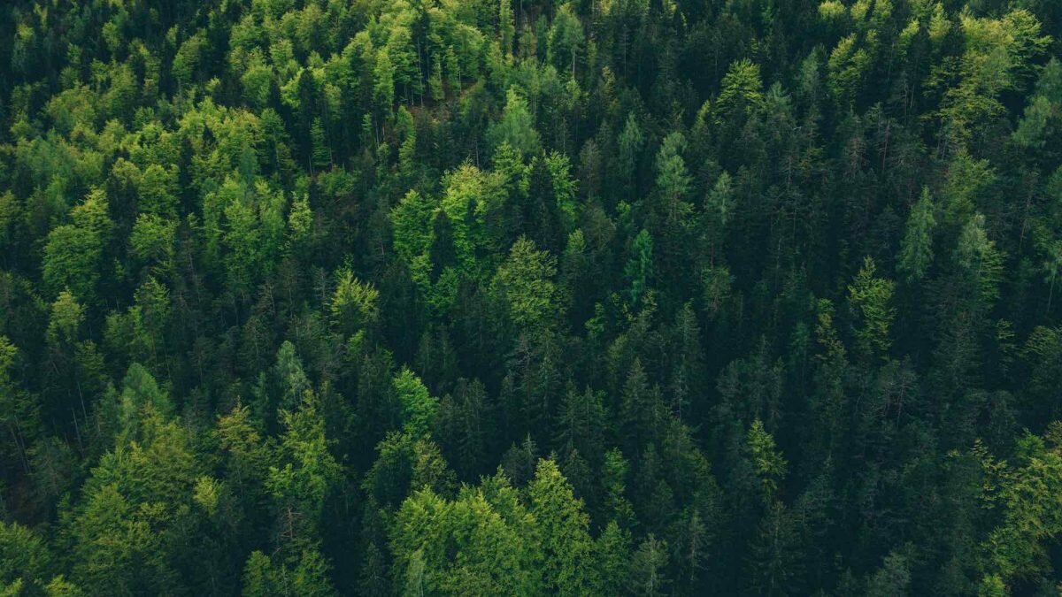    Фото: Unsplash Август Макаров