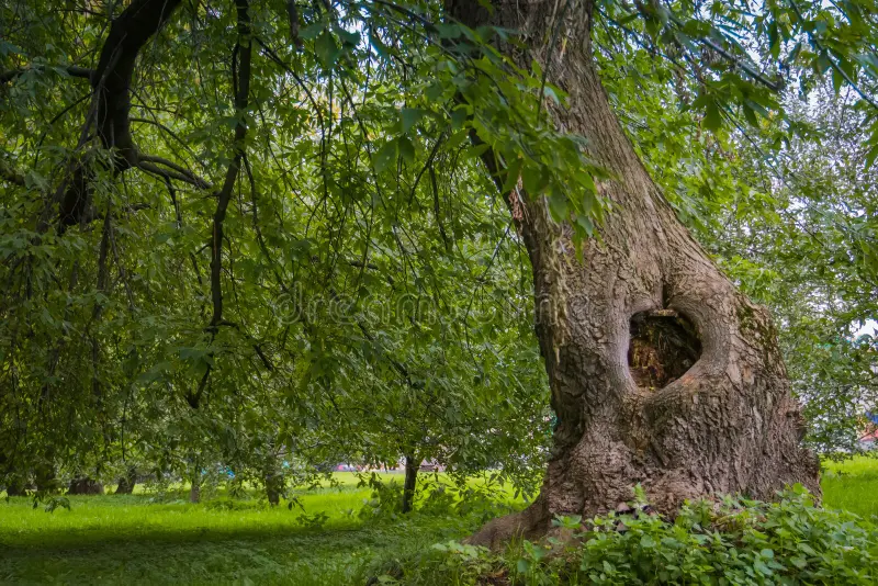 Изображение с сайта Яндекс.Картинки