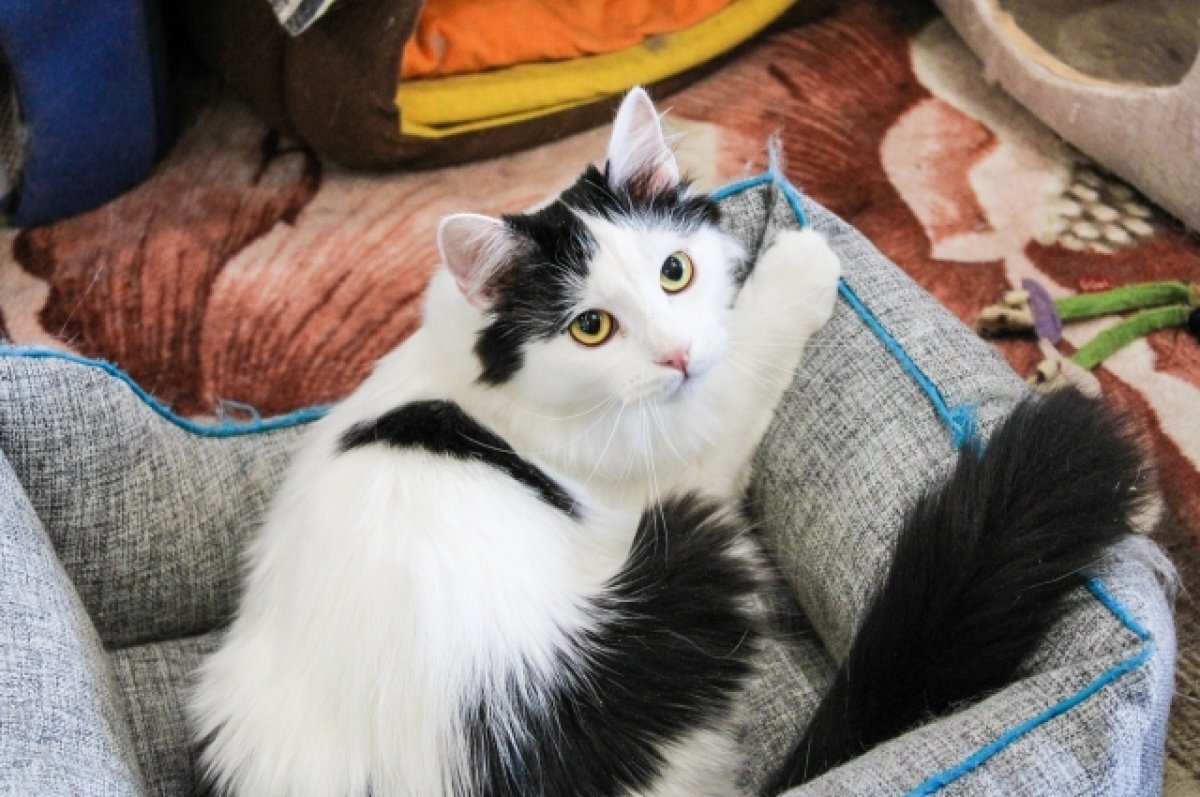    Жители Ярцева спасли висевшего в окне многоэтажки кота