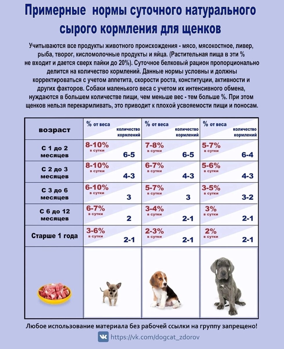 Сырое натуральное питание собак. Как перевести собаку на сырой рацион. Опыт  шпица | Ася Шпиц | Дзен