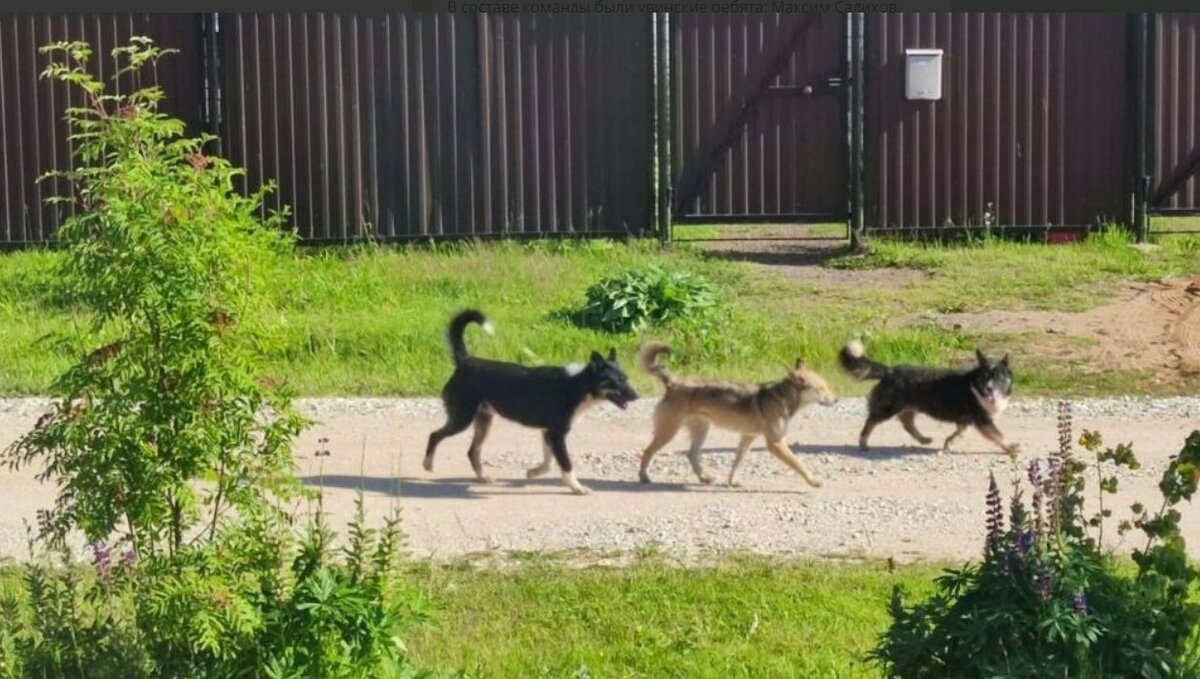     Жители поселка Ува в Удмуртии пожаловались на бездомных собак, которые во время гона могут накинуться на прохожих.