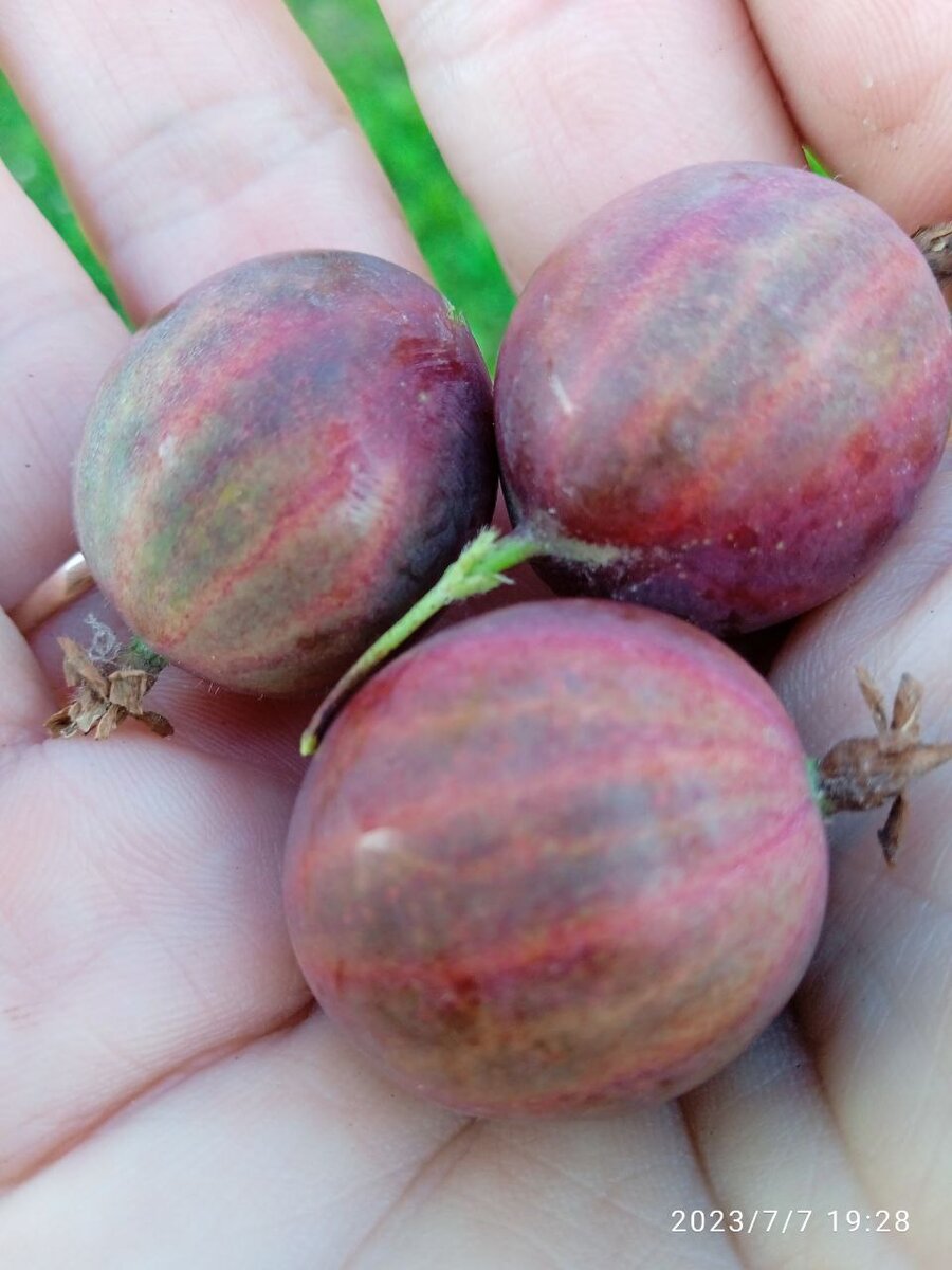   Крыжовник   в  этом  году очень  крупный - только  три  штучки  умещается  на  ладошке.