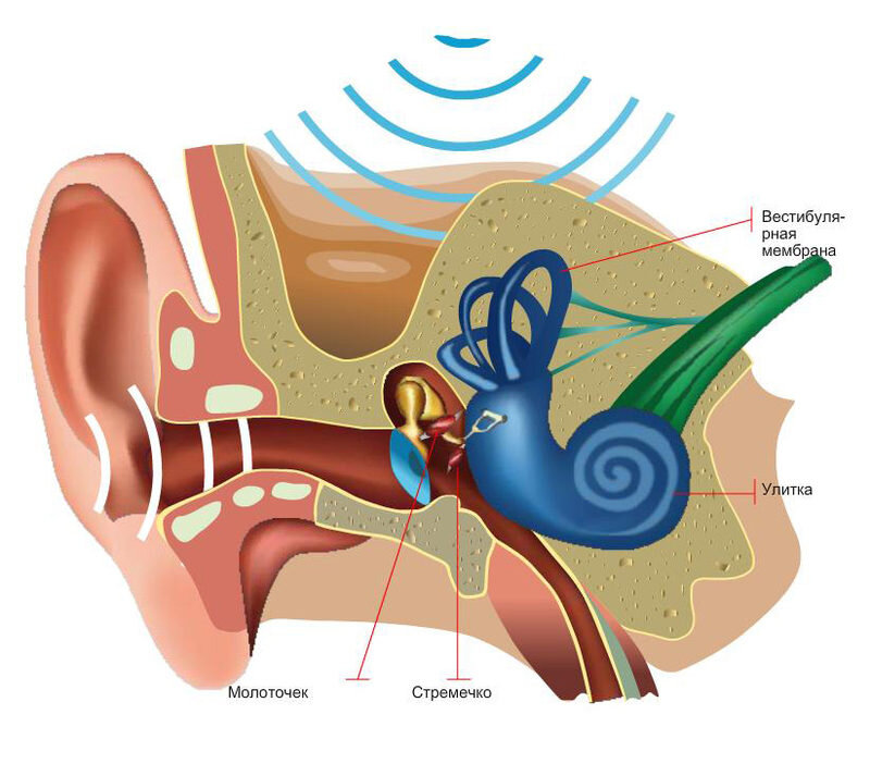 Как работает орган слуха