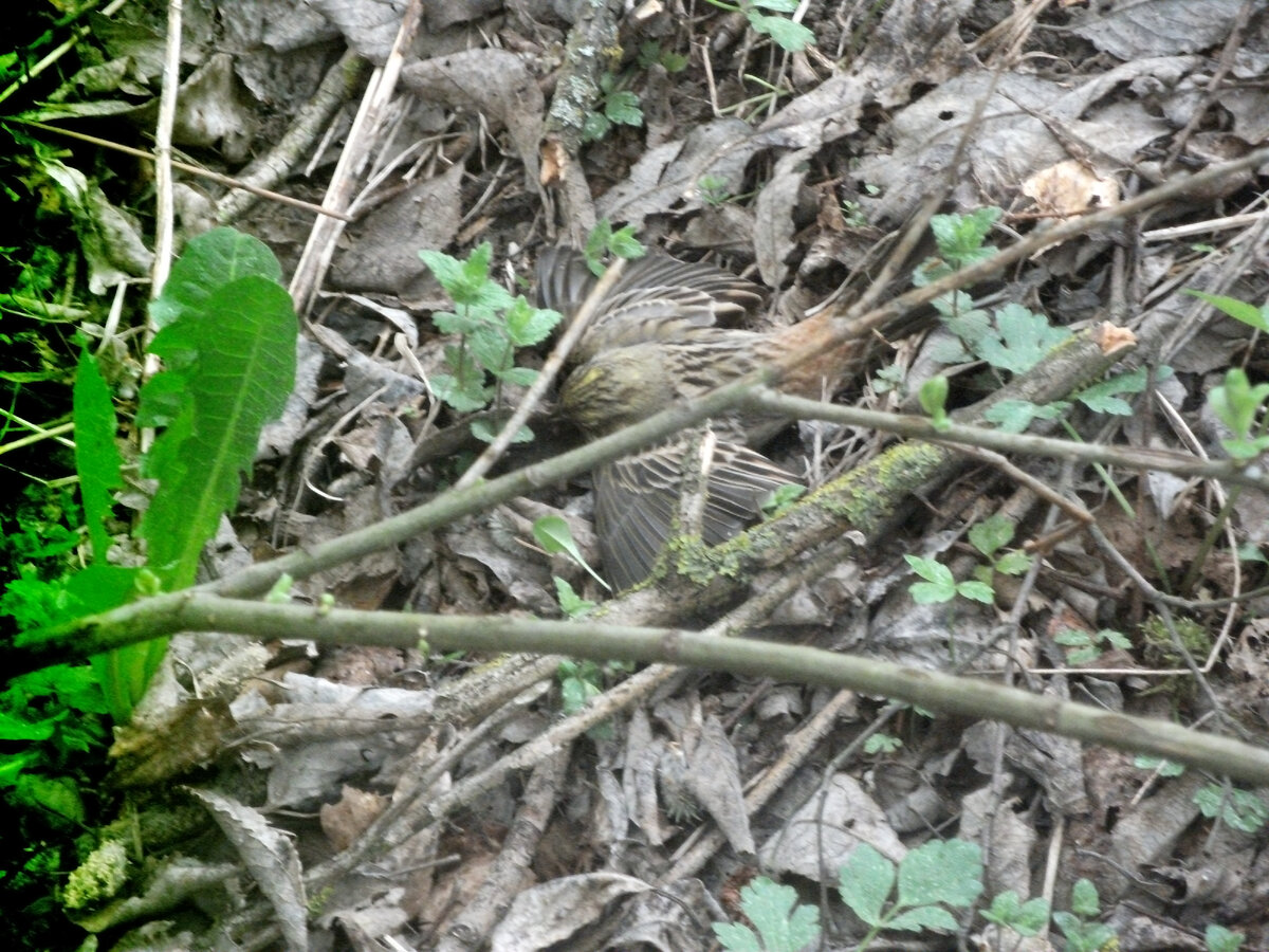 Птенчик в траве