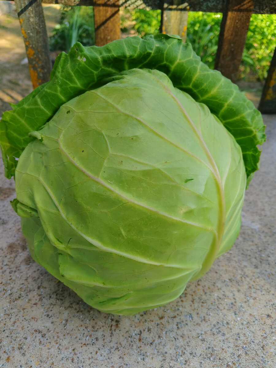 Моя капустка