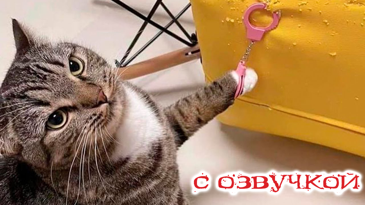 ПРИКОЛЫ с котами! СМЕШНЫЕ КОТЫ С ОЗВУЧКОЙ! СМЕШНЫЕ ЖИВОТНЫЕ!