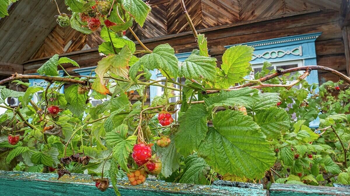    Малина© Globallookpress Konstantin Kokoshkin