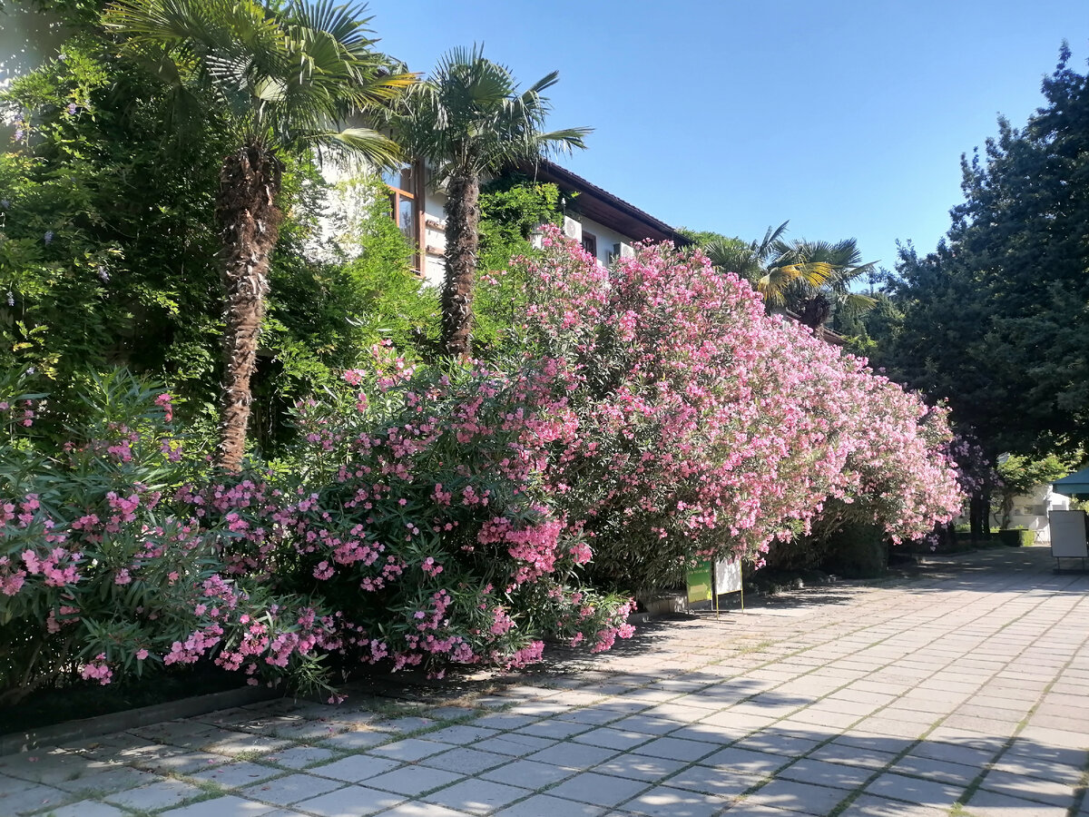 Олеандр пышно цветут по всему Ботаническому саду, украшая здания и аллеи. 