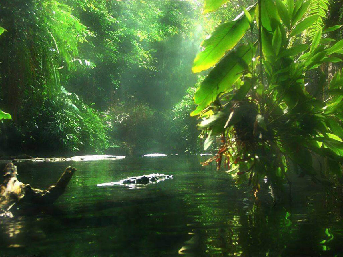 Амазонка дика природа. Бразилия тропические леса Сельва. Тропические дождевые леса Амазонии. Тропические леса амазонки, Южная Америка. Бразилия джунгли амазонки.