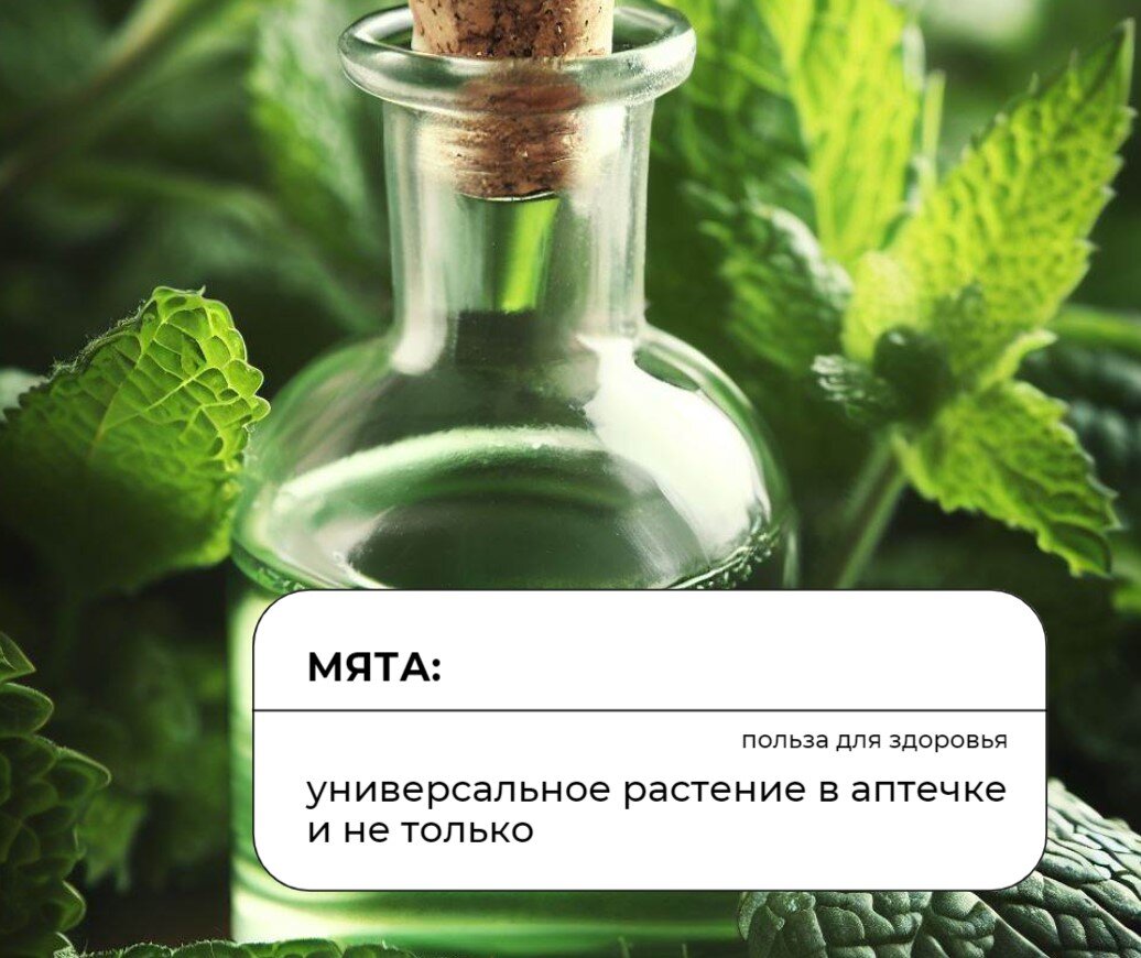 Мята: универсальное растение в аптечке и не только