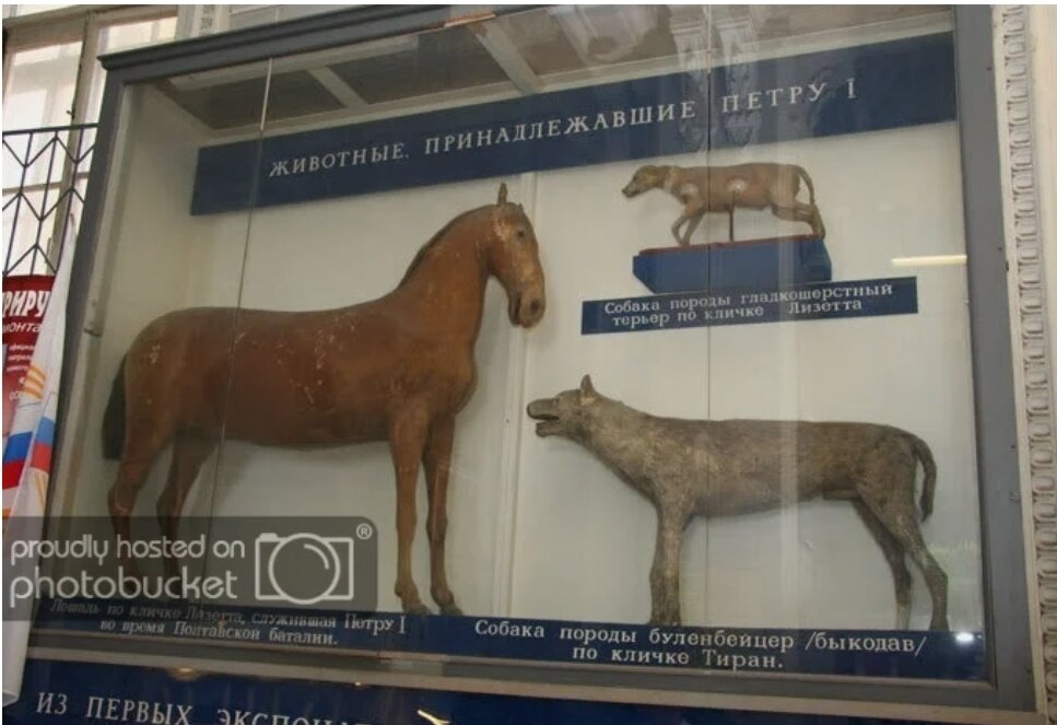 Лизетта конь петра. Любимый конь петра 1 лизетта. Как звали любимую лошадь петра 1. Лизетта лошадь петра 1 в музее в санкт-петербурге. Лизетта конь петра 1 зоологический музей.