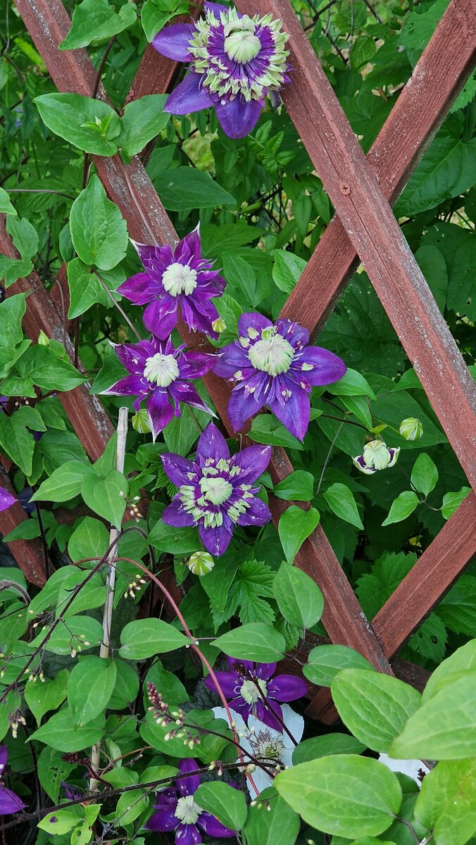 Его цветение в прошлом году.