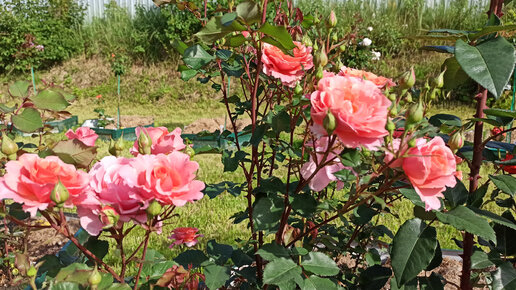 Колорифик и Алибаба. Шикарные розы🌹