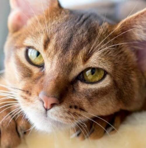 4 симптома хламидиоза у кошек | Лапа помощи | Дзен
