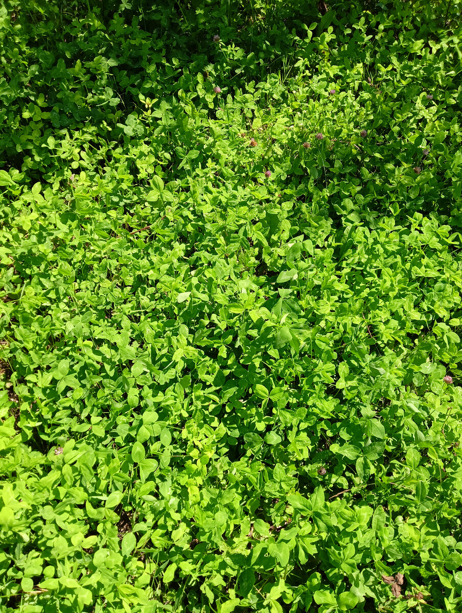 Клеверный ковёр