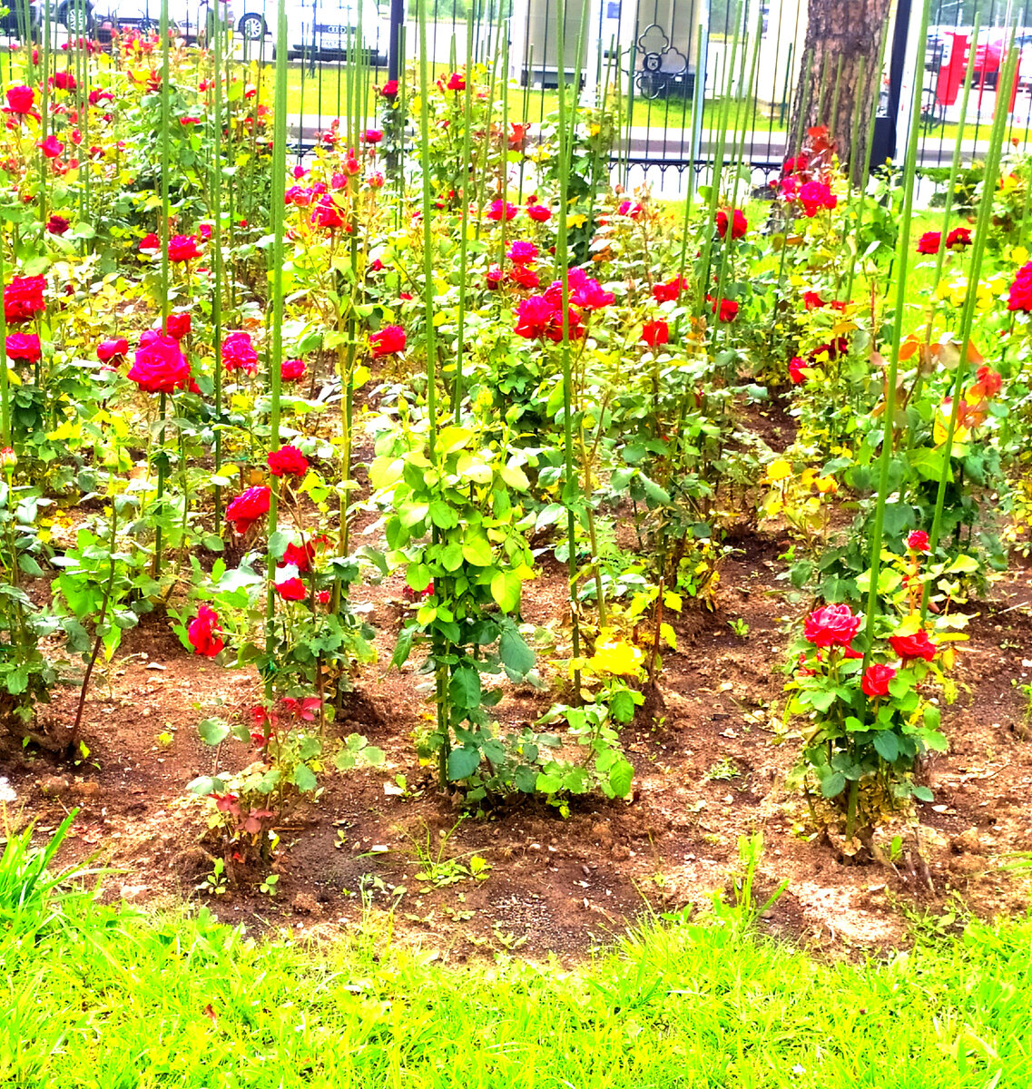 Всё-таки я побывала в Переделкино | Летающая Черепаха | Дзен