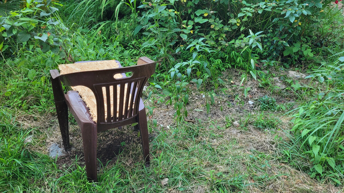 Перцы и ямка, которую раскопал Мишка на месте руколы