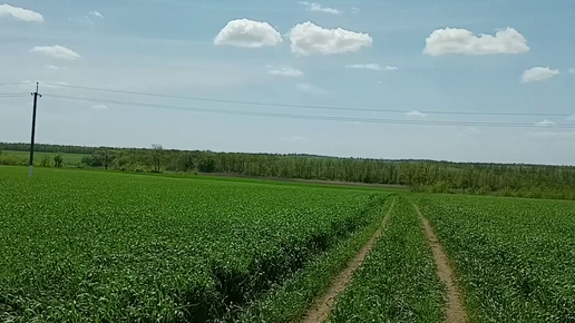 Трудно добраться из-за транспортных проблем на кладбище ныне не существующего хутора Ловягин в Кавказском районе Краснодарского края