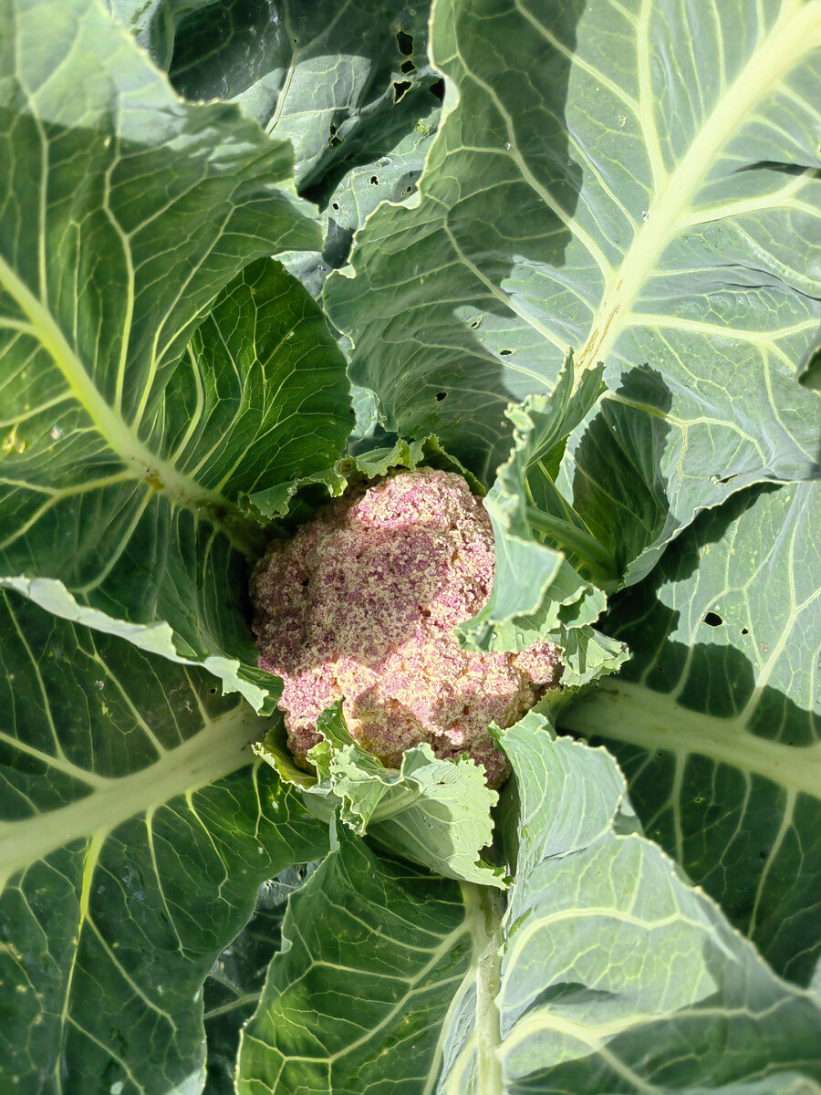 Цветная капуста. Ещё маленькая, но через пару недель, можно будет скушать. 😉