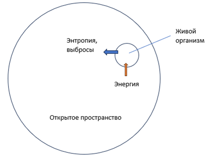 Выделенная закрытая система (клетка) в открытой (для живого организма) системе