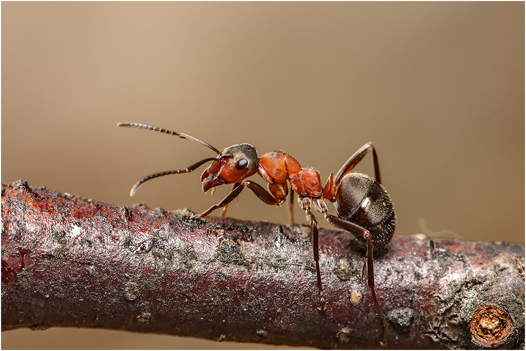 Бегают мурашки? Как избавиться от муравьев в огороде