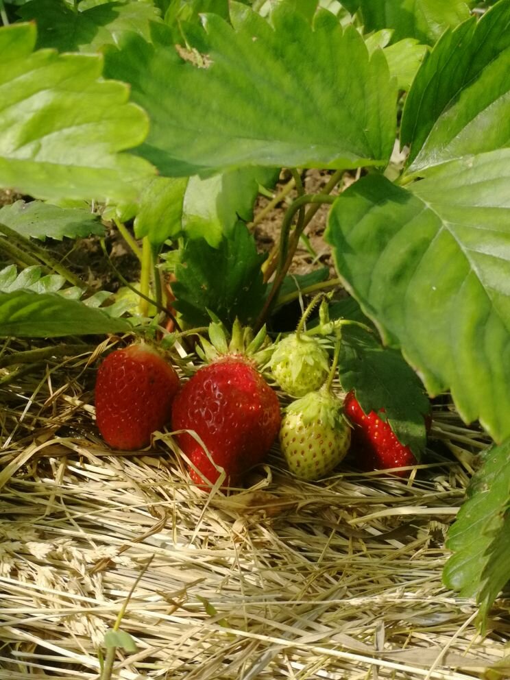 Во время плодоношения под ягоды обязательно подстилаю сухую или быстро просыхающую мульчу