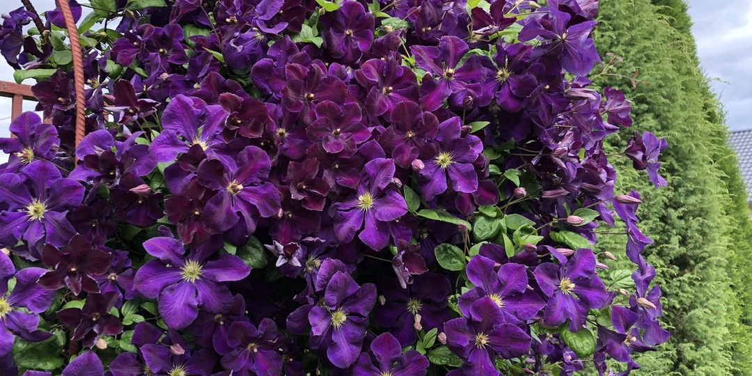 Три самые неприхотливые КЛЕМАТИСЫ с цветением В ИЮЛЕ