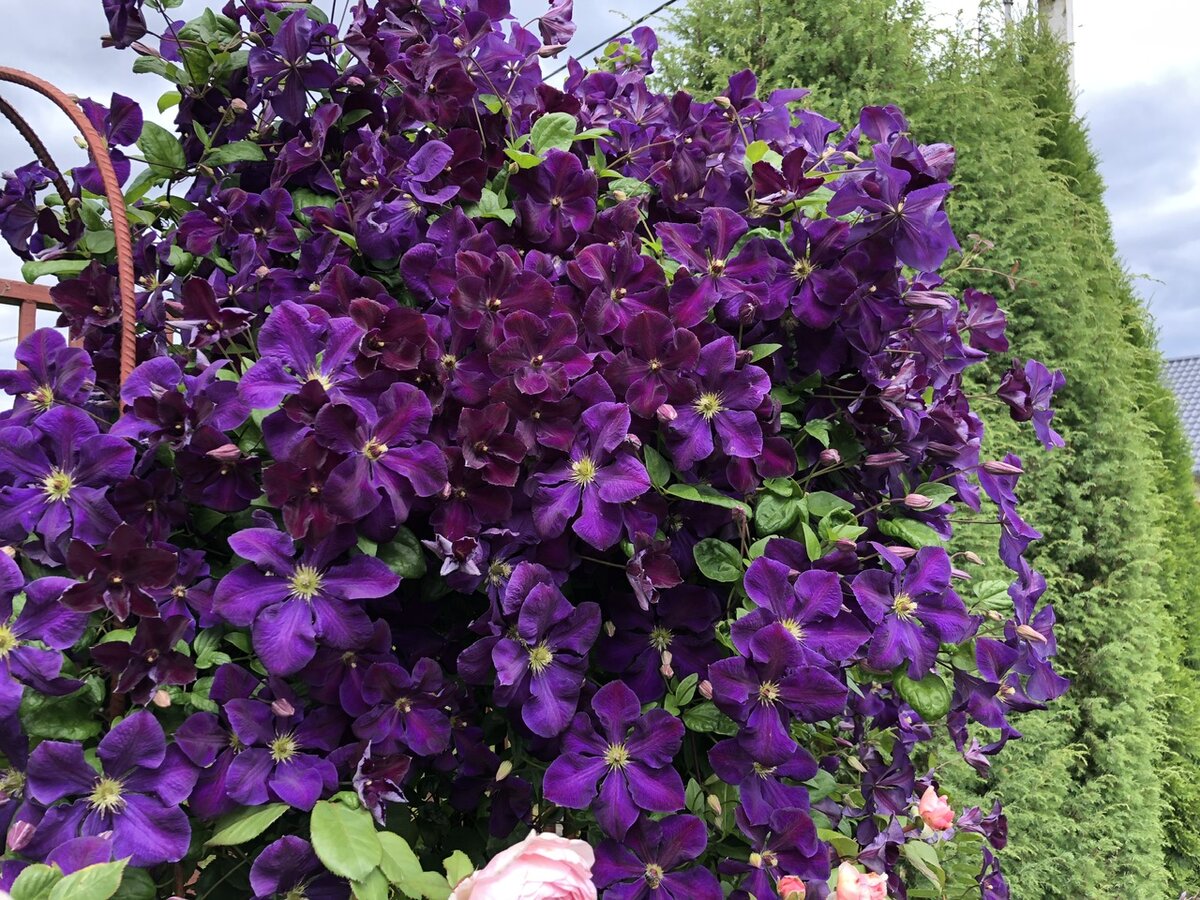 Loistokärhö - Clematis `Jackmanii`