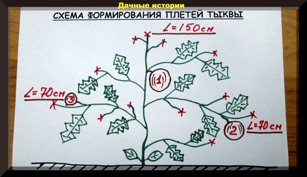 Опять 25. Ответы на новые вопросы начинающих дачников | Дачные истории |  Дзен