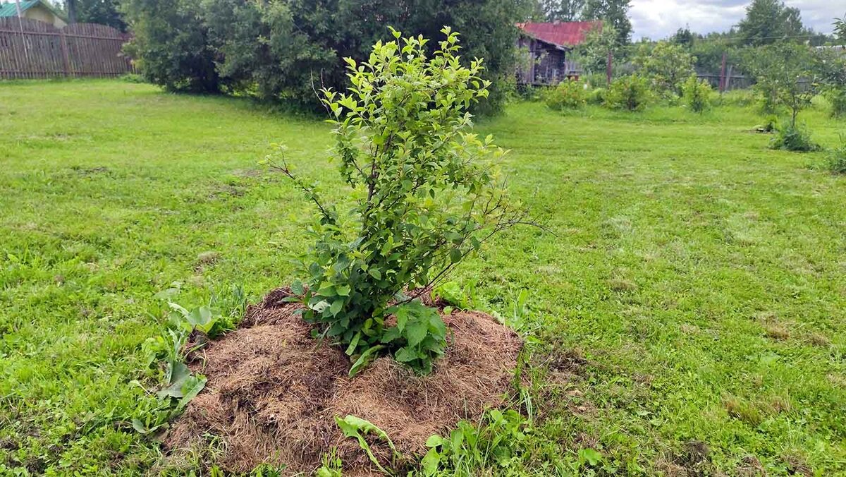 Скошенную траву использую для мульчирования. Очень удобно!