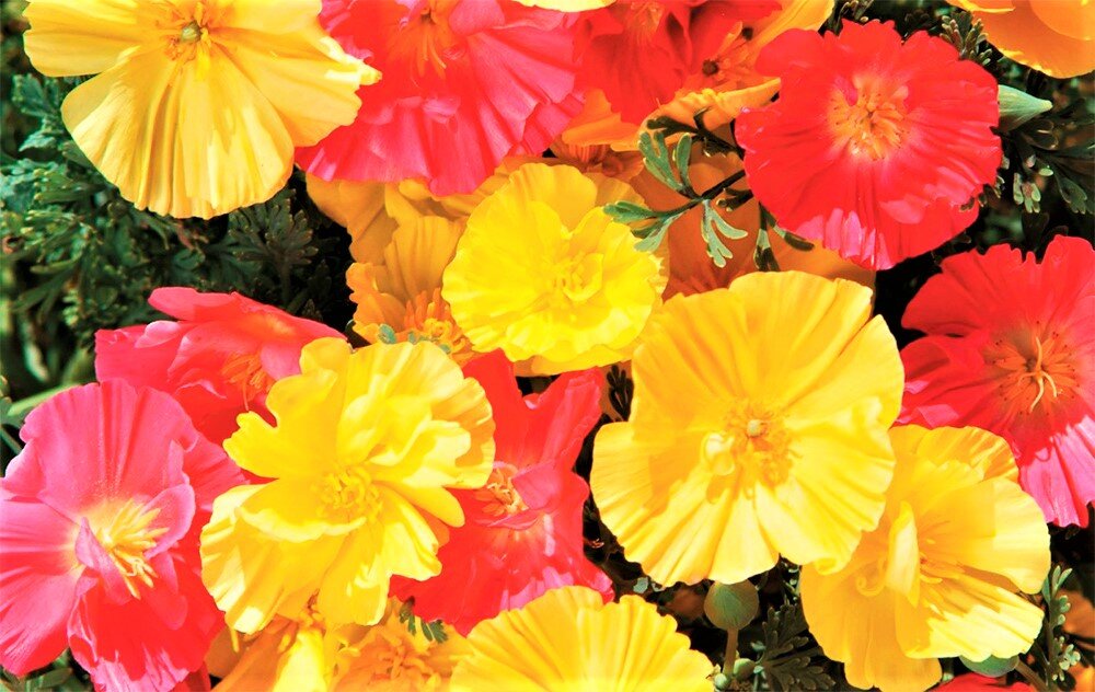 Красивые цветы, которые можно еще посеять летом! | GardenLife | Дзен